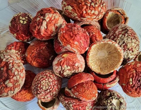 Fliegenpilzhüte Altaigebirge